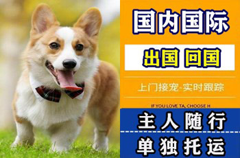 黄浦区宠物托运公司黄浦区宠物托运公司黄浦区宠物托运公司